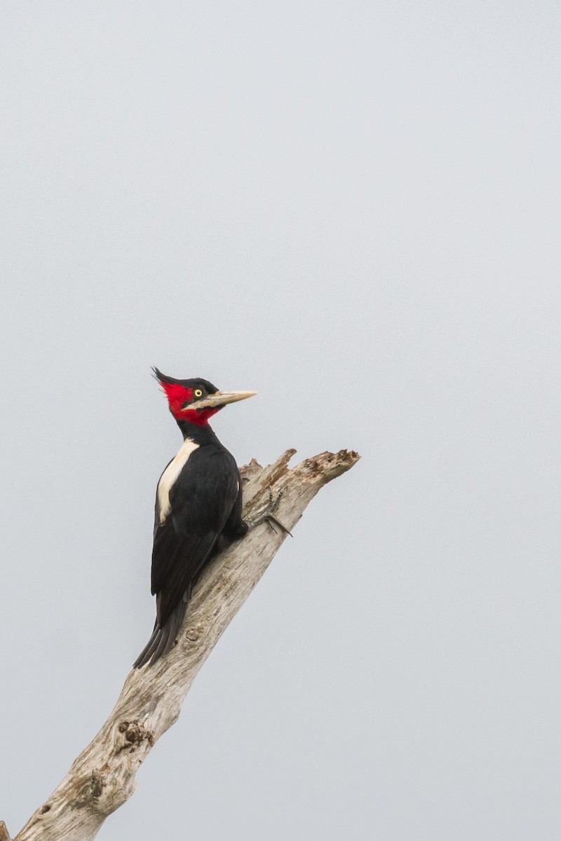 Cream-backed Woodpecker - ML156913331