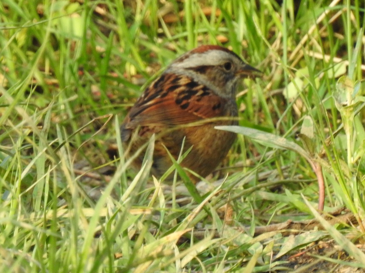 Swamp Sparrow - Ron Marek
