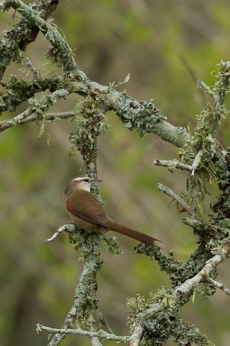 Stripe-crowned Spinetail - Patricia Alfredo