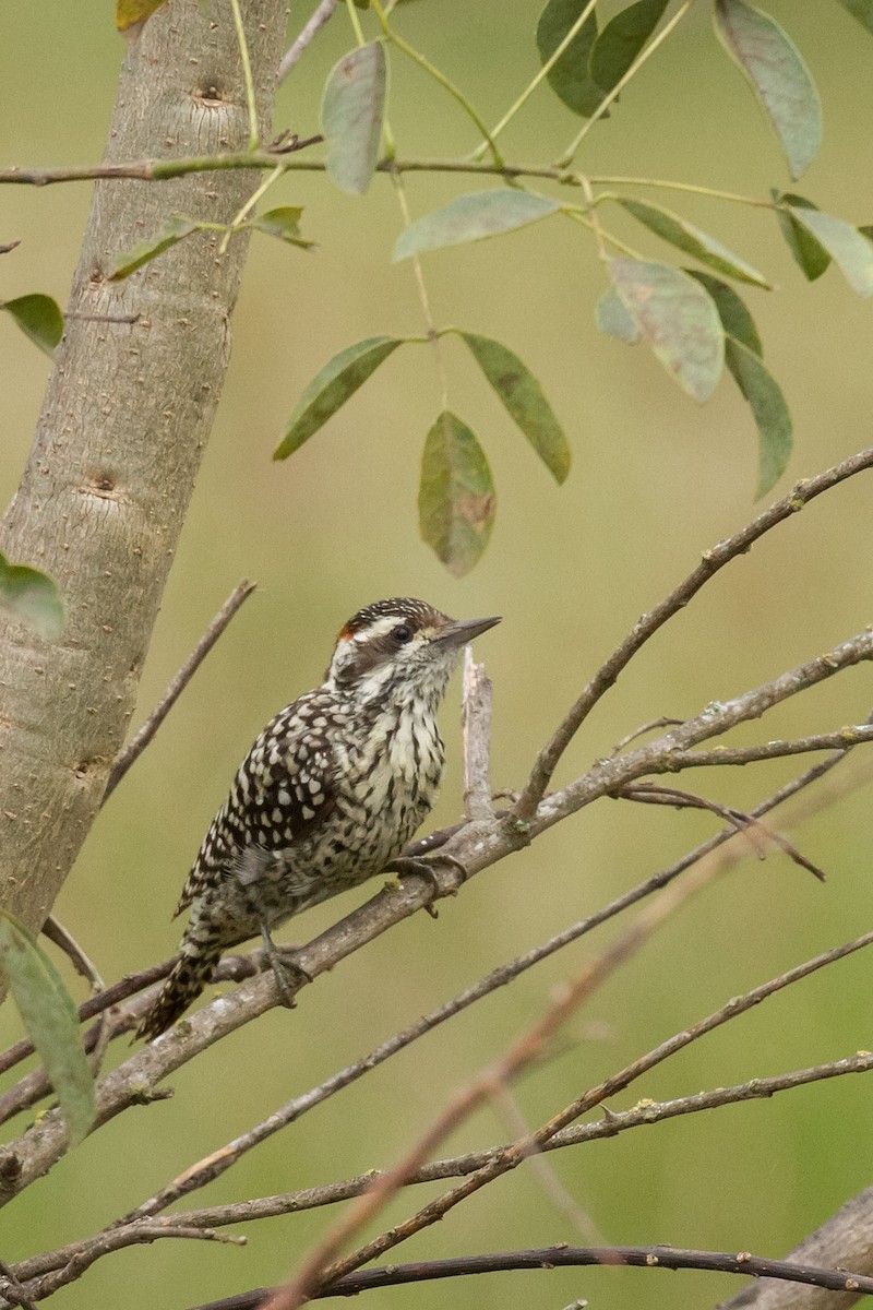 Checkered Woodpecker - Patricia Alfredo