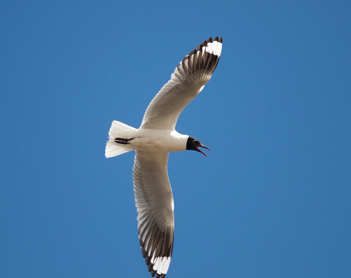 Andean Gull - Ken Wright