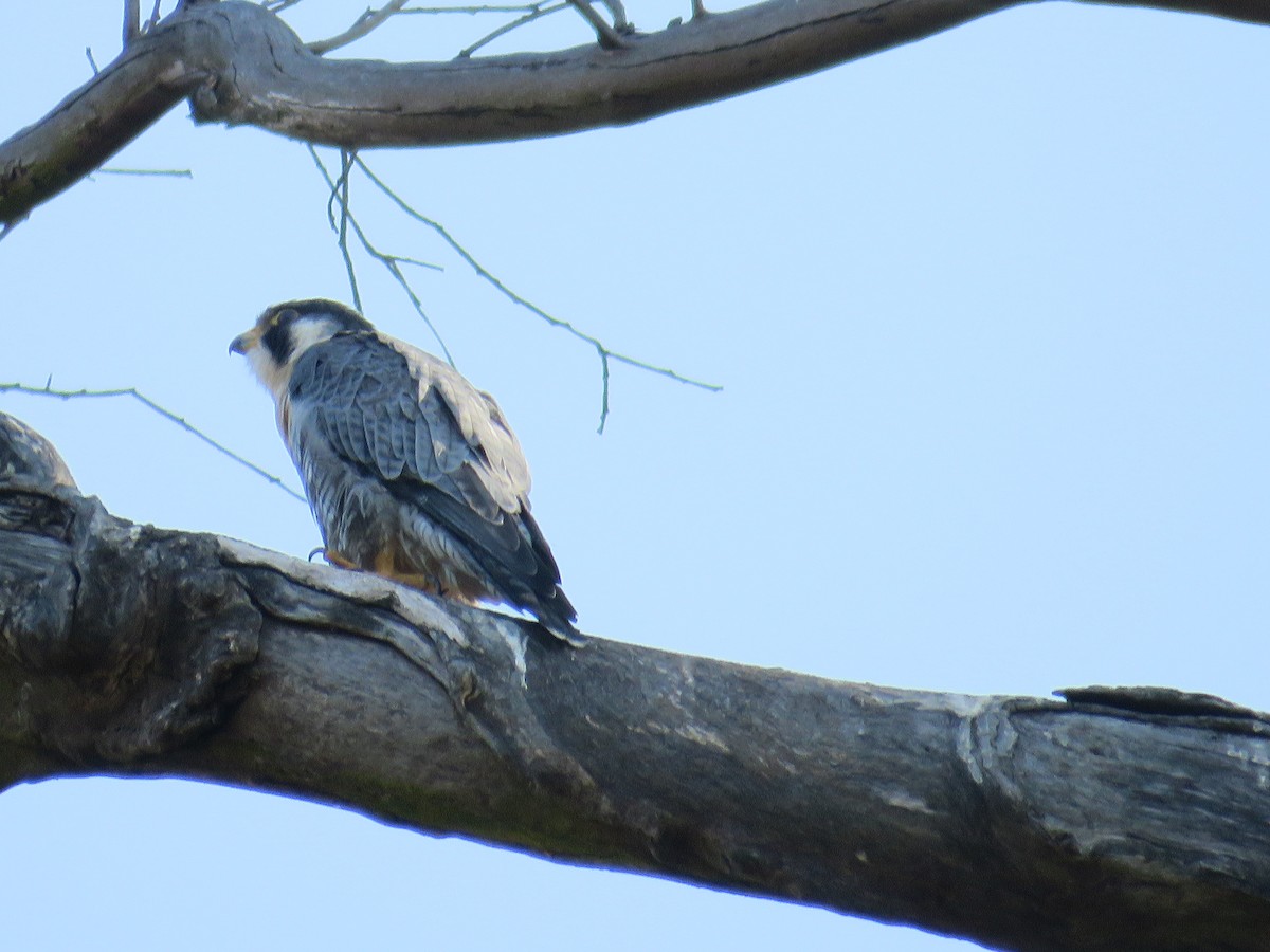 Peregrine Falcon (Tundra) - Alvaro Molina medina