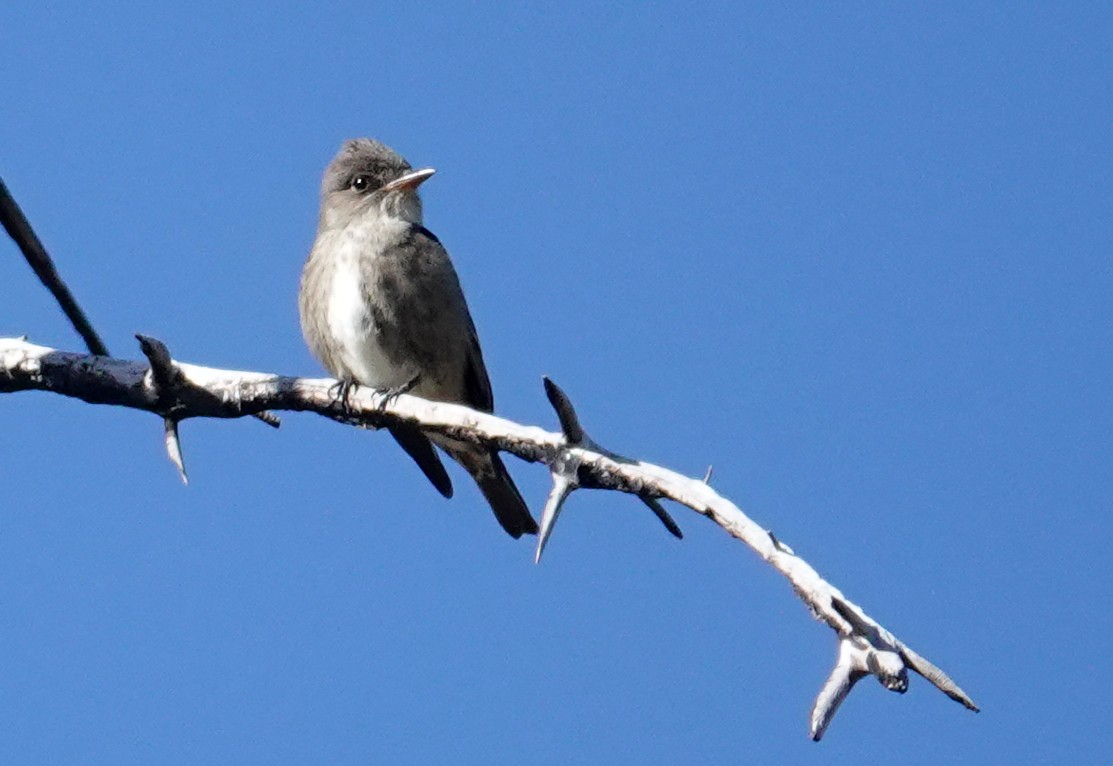 Olive-sided Flycatcher - Laura Paulson