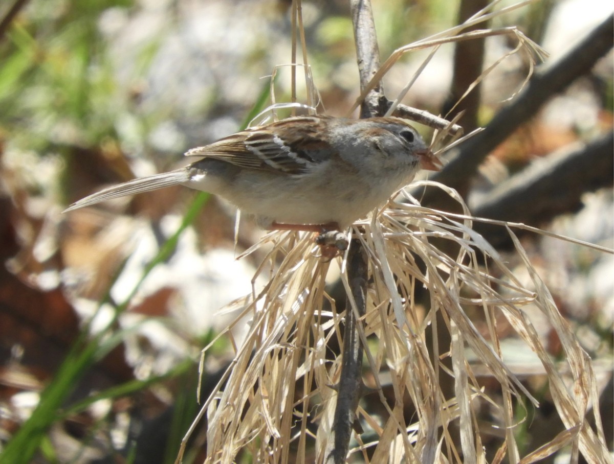 Field Sparrow - ML156922641