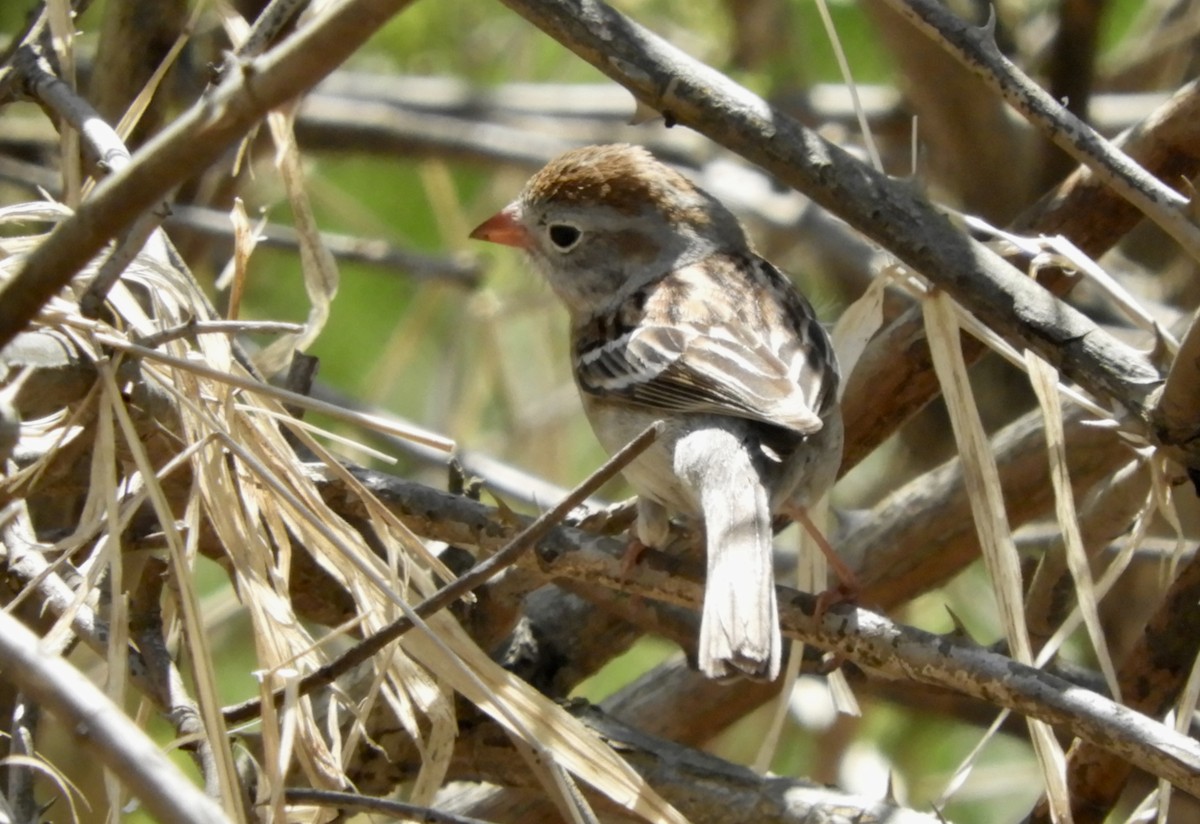 Field Sparrow - ML156922651