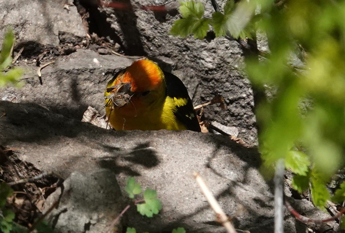 Western Tanager - ML156923681