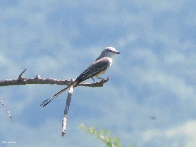 Scissor-tailed Flycatcher - ML156925071