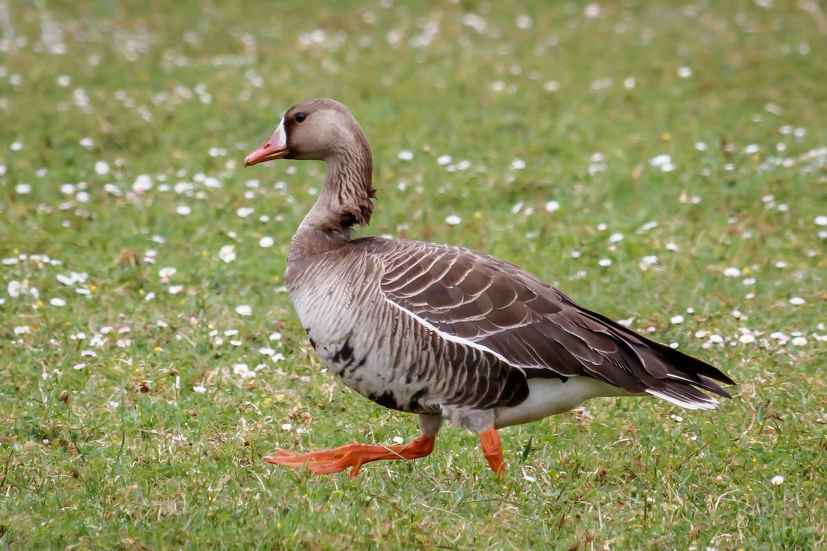 Greater White-fronted Goose (Western) - Carole Rose