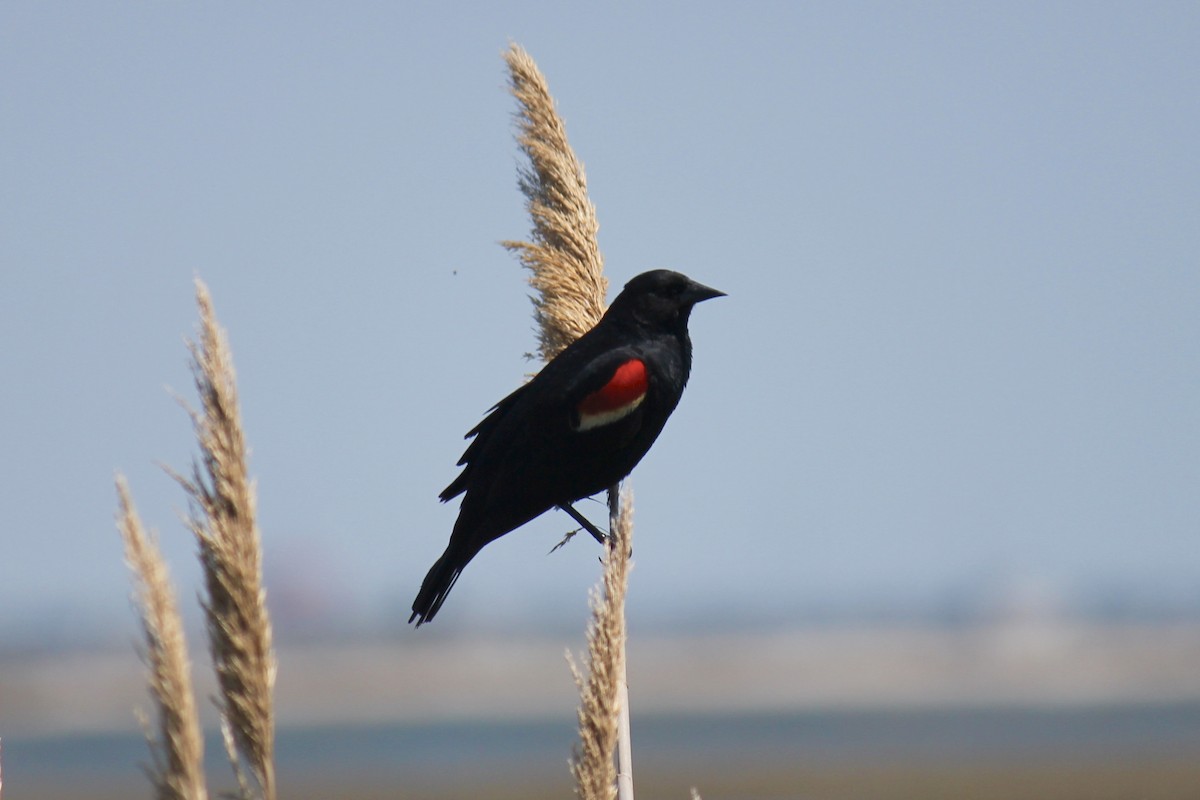 Red-winged Blackbird - ML156927741