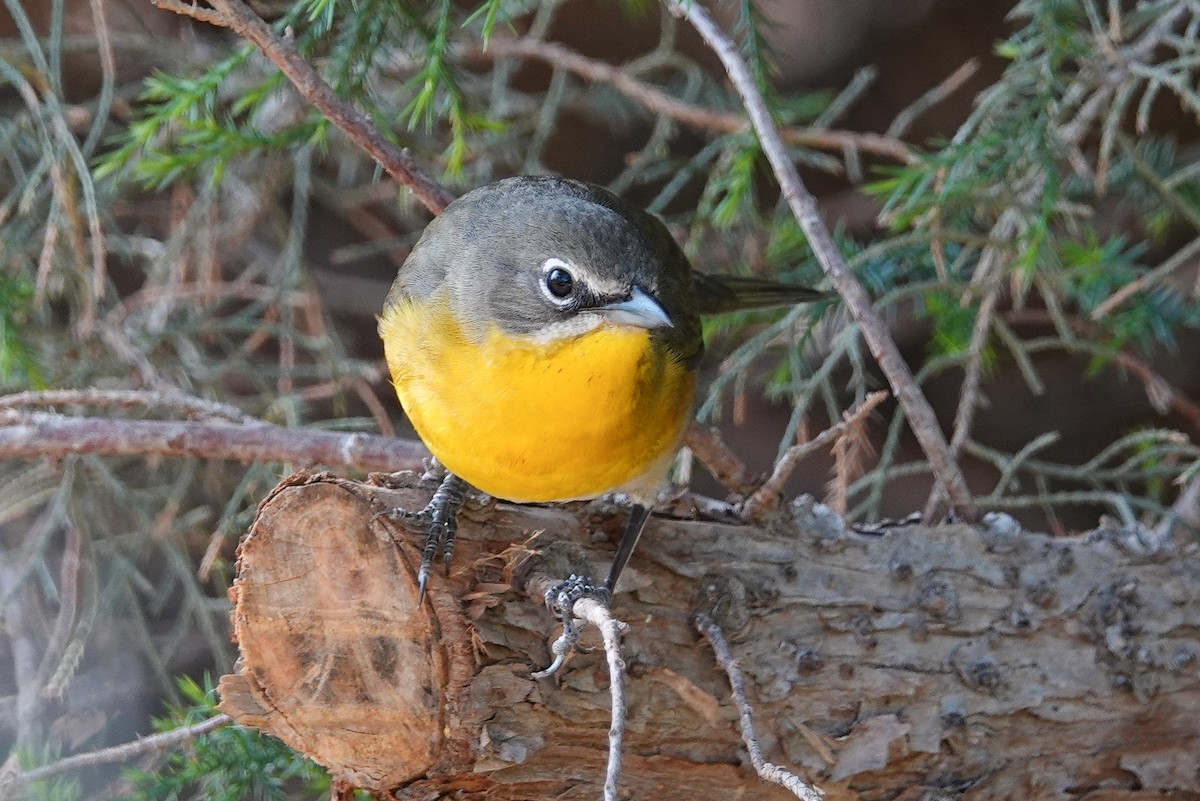 Yellow-breasted Chat - ML156929131