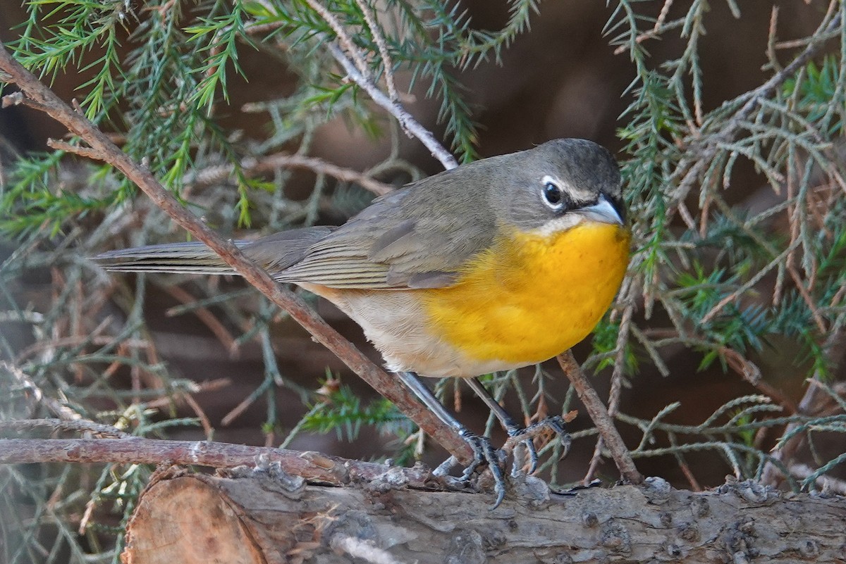 Yellow-breasted Chat - ML156929141