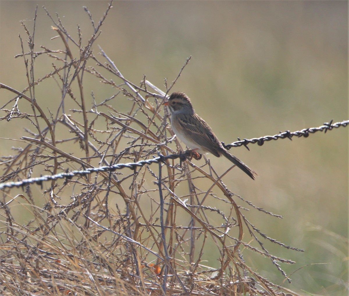 Clay-colored Sparrow - Russell Hillsley
