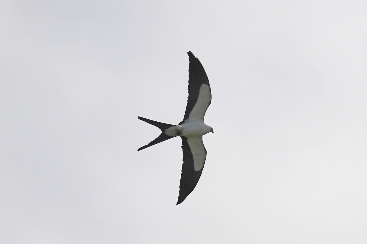 Swallow-tailed Kite - Donna Pomeroy