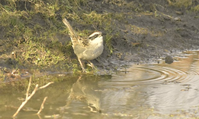 Adult drinking water from a water reservoir. - Striped Sparrow - 