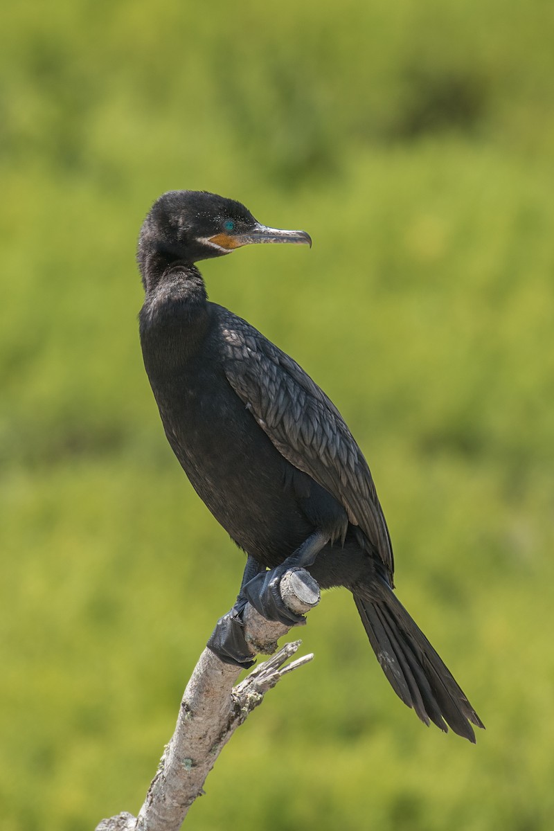 Neotropic Cormorant - Edward Plumer