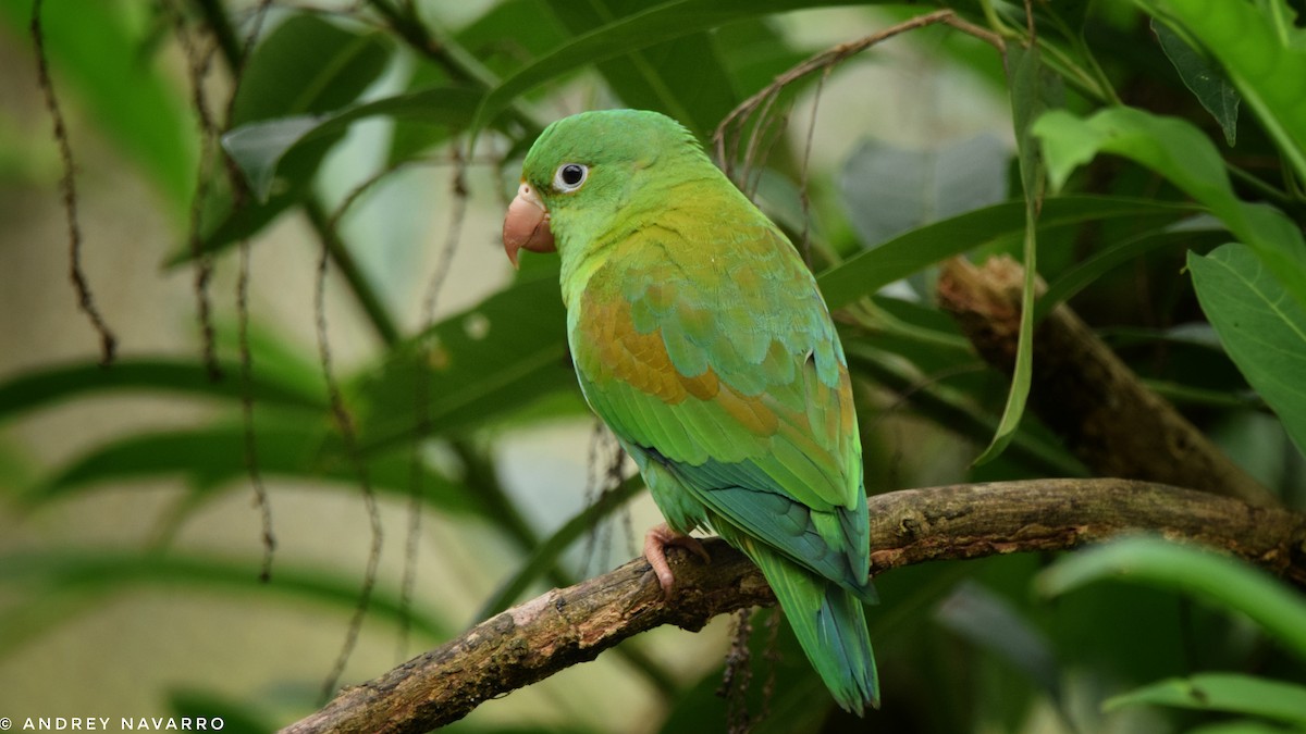 Orange-chinned Parakeet - Andrey Navarro Brenes