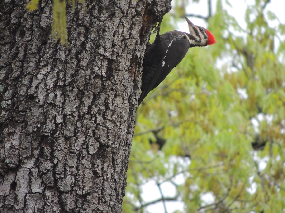 Pileated Woodpecker - Karen Etter Hale