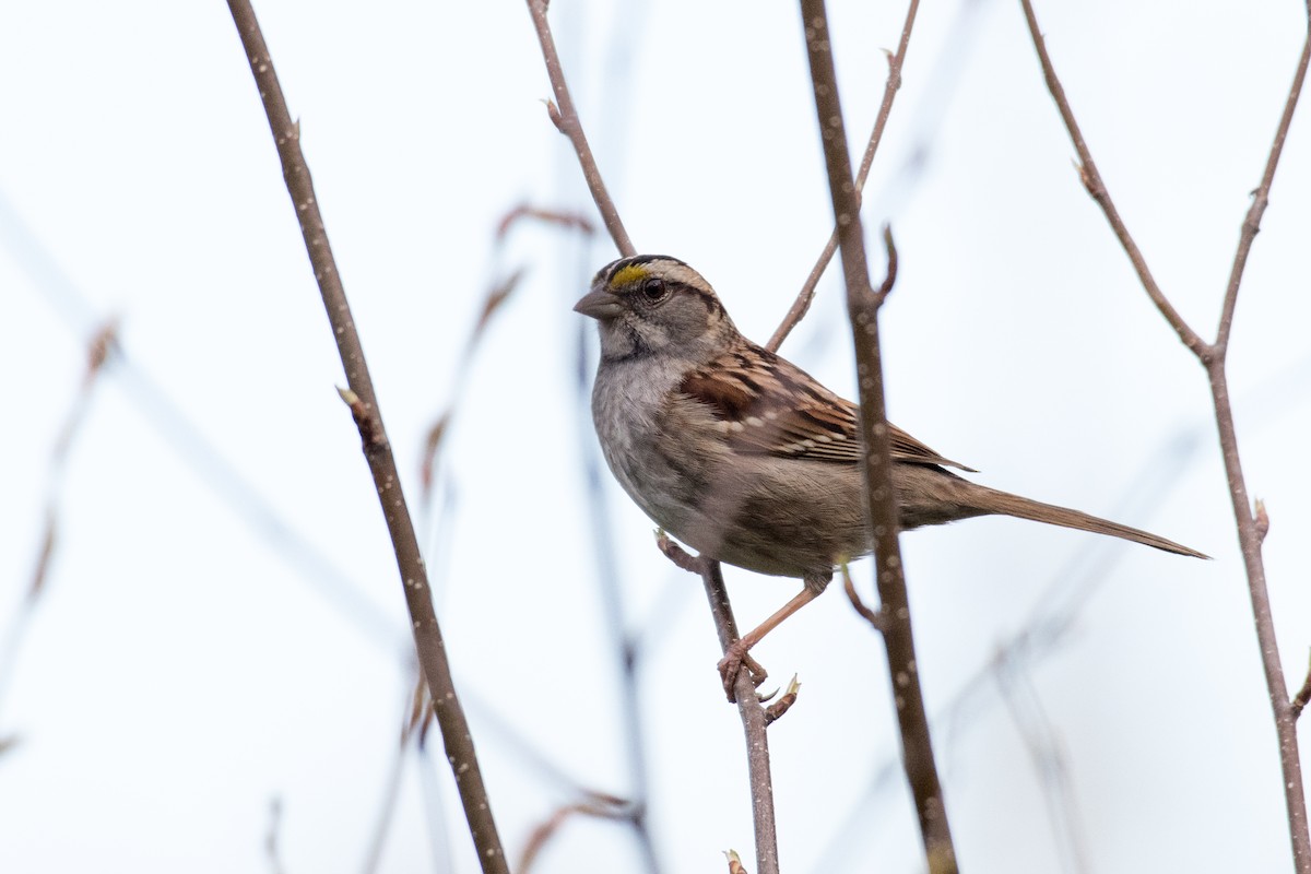 White-throated Sparrow - ML156941721