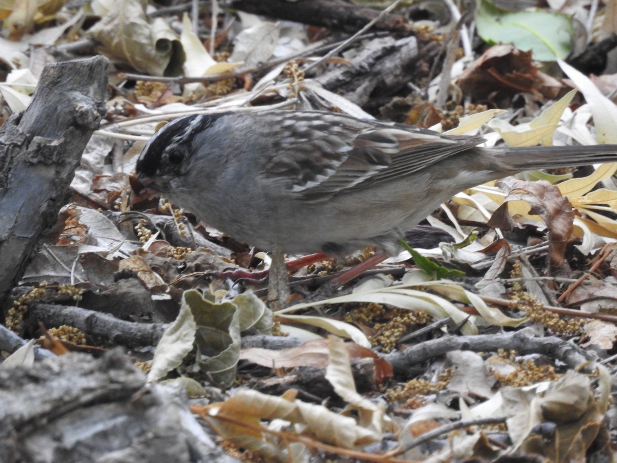 White-crowned Sparrow - ML156942461