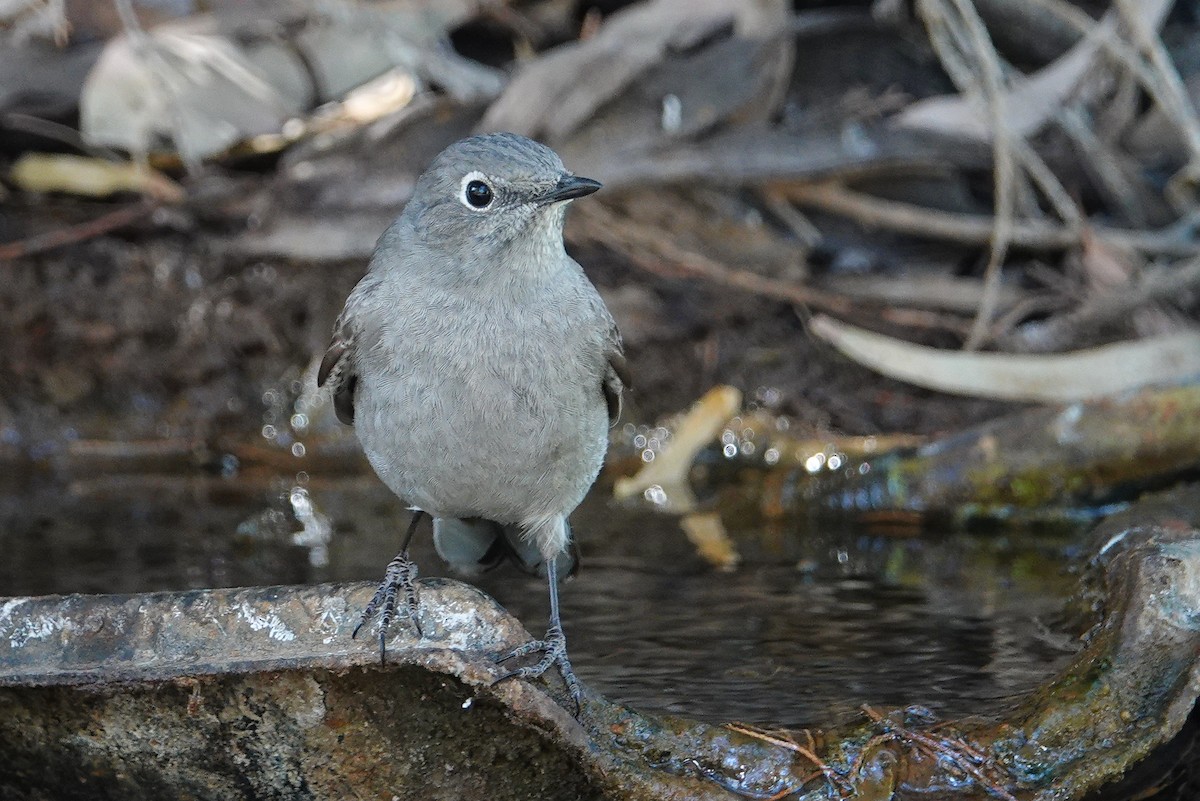 Townsend's Solitaire - ML156942571