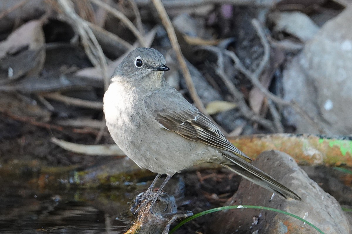 Townsend's Solitaire - ML156942591