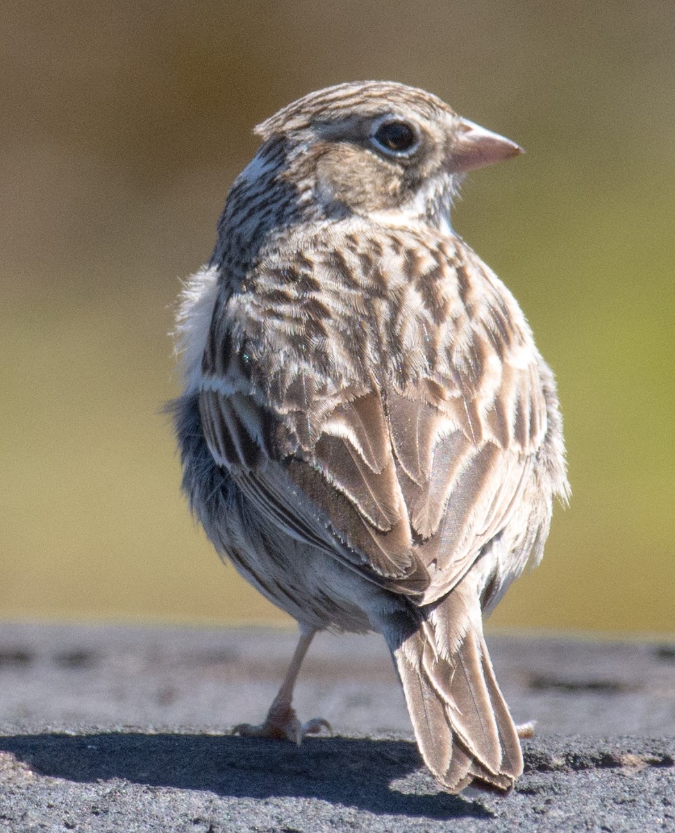 Vesper Sparrow - Buddy M