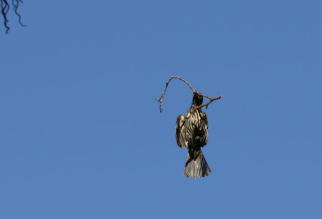 Bird carrying nest material. - Palmchat - 