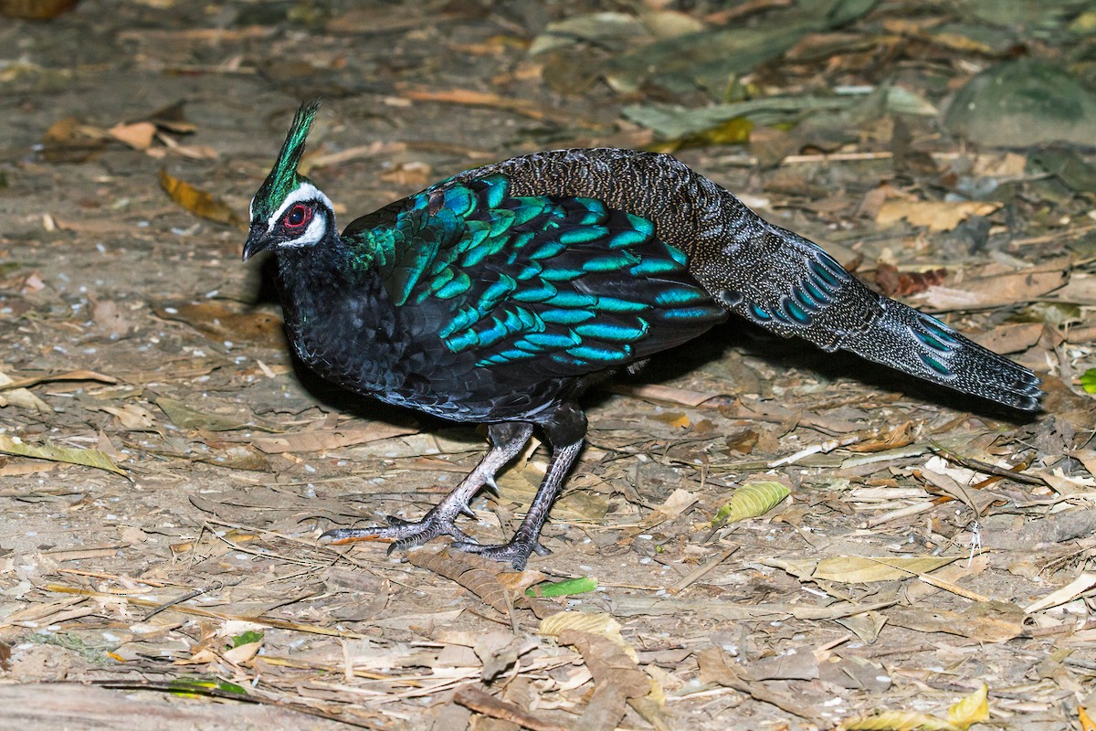 Palawan Peacock-Pheasant - Nick Athanas