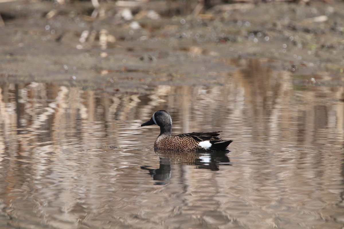 Blue-winged Teal - Russell Hillsley