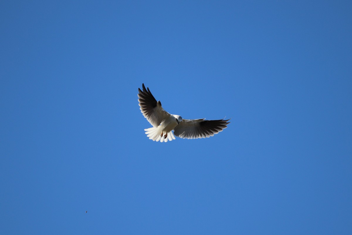 Black-shouldered Kite - Graham Manning