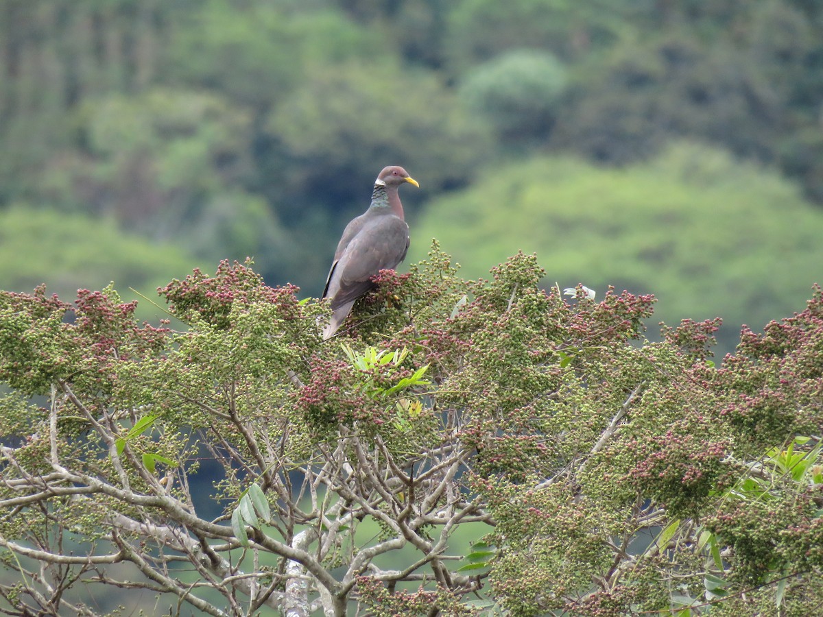 Band-tailed Pigeon - ML156959841