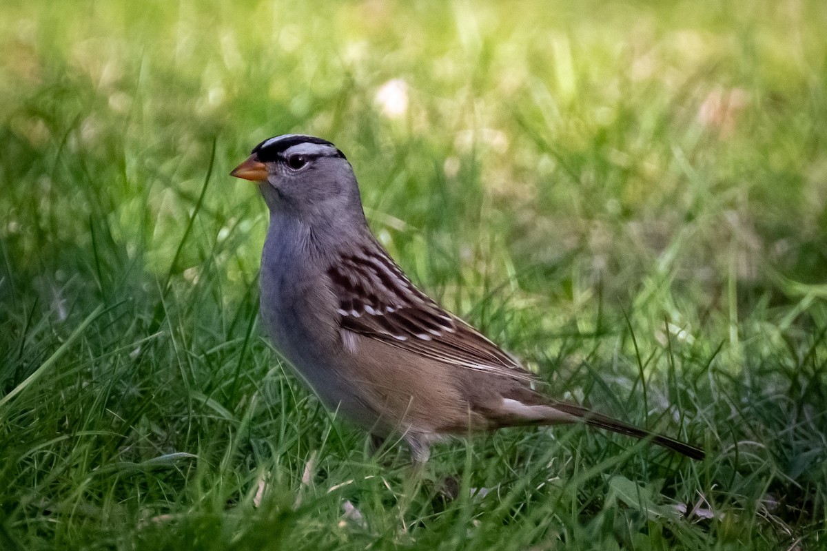 White-crowned Sparrow - ML156962971
