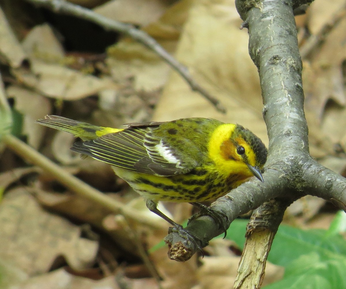 Cape May Warbler - ML156966081