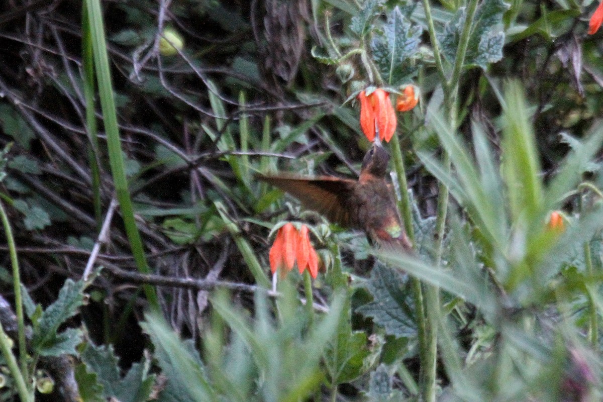 kolibřík duhovohřbetý - ML156972461