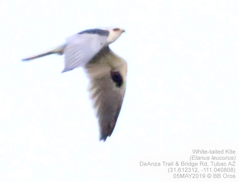 White-tailed Kite - BB Oros