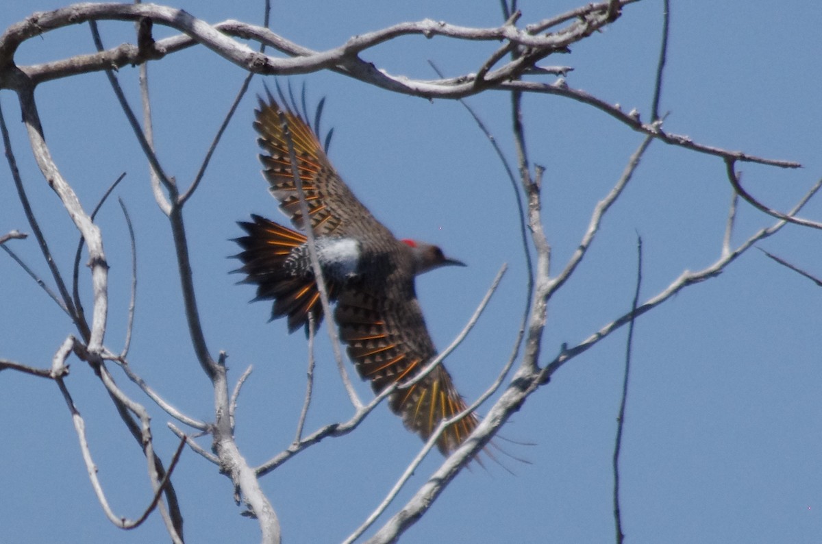 Northern Flicker (Yellow-shafted x Red-shafted) - ML156972951