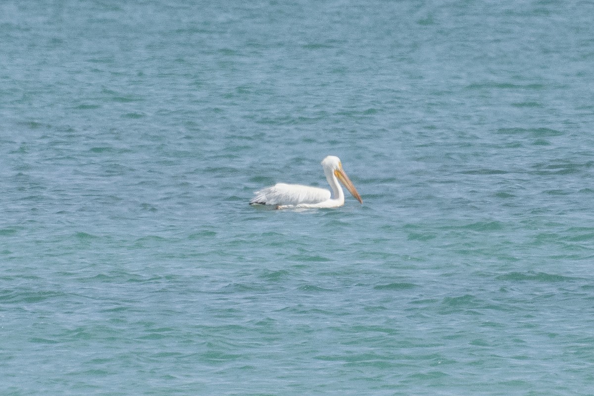 American White Pelican - ML156975021