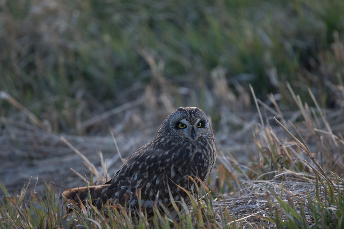 Short-eared Owl - ML156975961