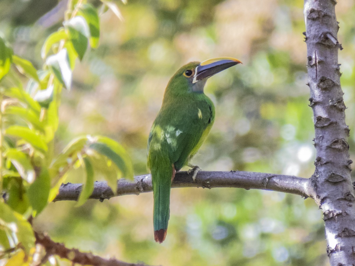 Southern Emerald-Toucanet (Andean) - ML156976881