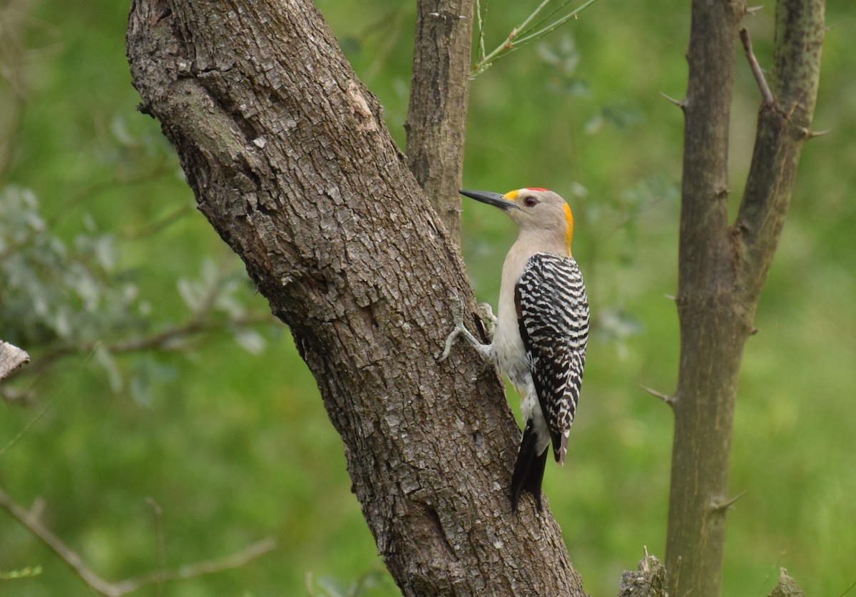 Golden-fronted Woodpecker (Northern) - Ryan O'Donnell