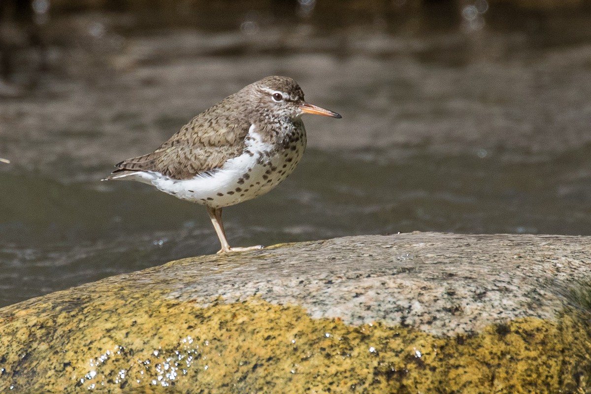 Spotted Sandpiper - Judy Duffy