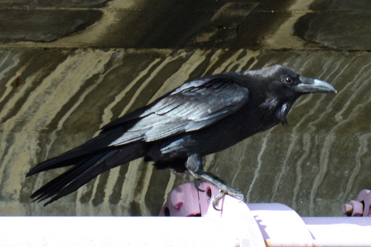 Common Raven - ML156984371