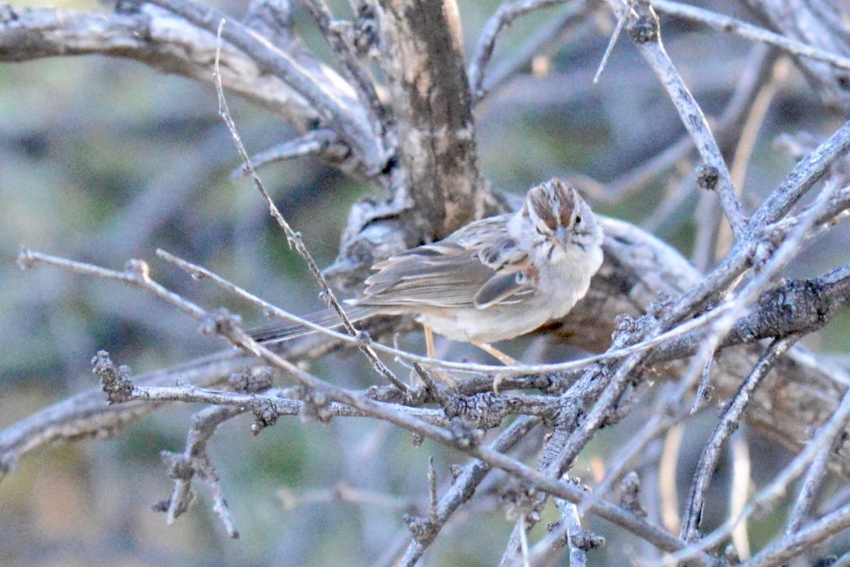 Rufous-winged Sparrow - ML156985161