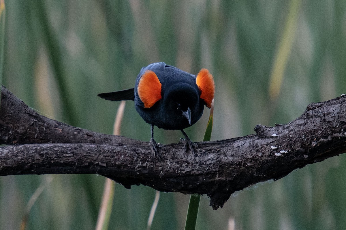 Red-winged Blackbird - Andrew Newmark