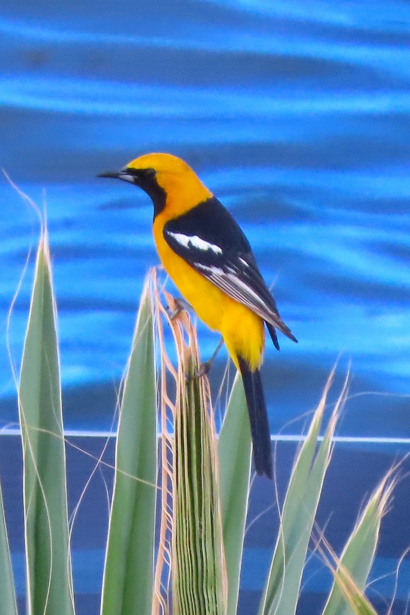 Hooded Oriole - Ben Newhouse