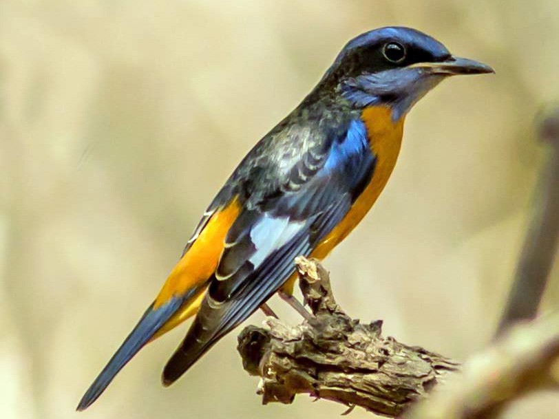 Blue-capped Rock-Thrush - eBird