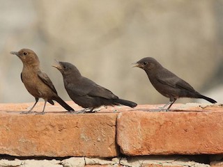 นกเต็มวัยและนกเด็ก - Rajesh Kalra - ML156992431