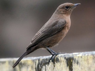 Brown Rock Chat Oenanthe Fusca Birds Of The World