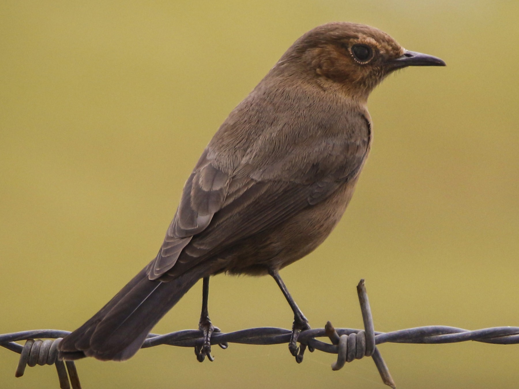 Brown Rock Chat Ebird