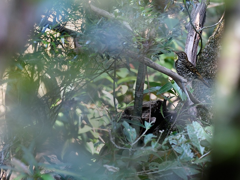 Nilgiri Thrush - Ebird